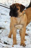 Щенков бульмастифа