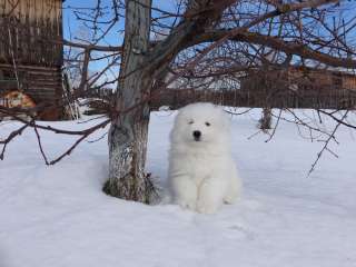 Щенки самоеда