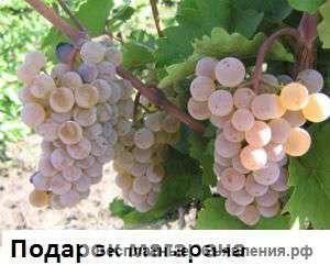 Саженцы винограда-Подарок магарача