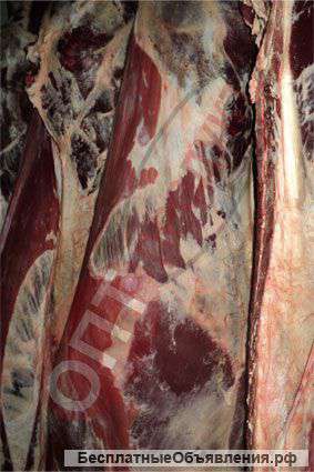 Говядина оптом