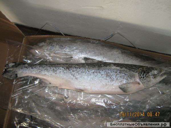 Семга оптом замороженная