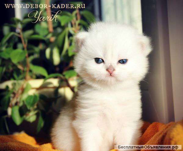 Шоу котик Ярик