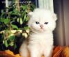 Шоу котик Ярик