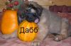 Леонбергер щенок