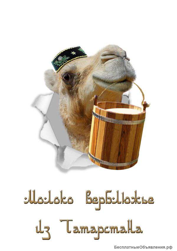 Верблюжье молоко для оздоровления и питания