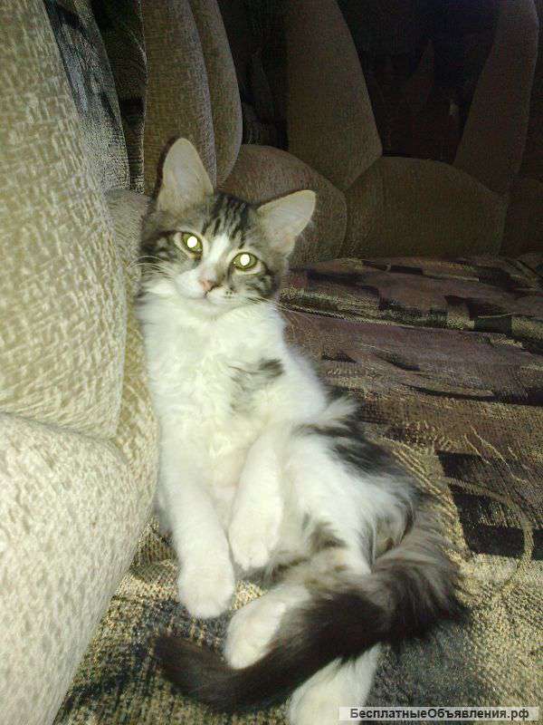 Отдам в добрые руки