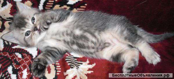 Котята (британцы)
