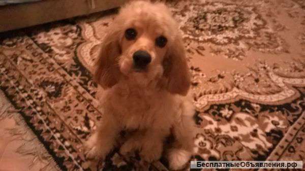 Подрощенного щенка