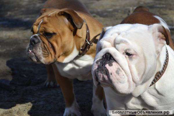 Щенки Английского Бульдога