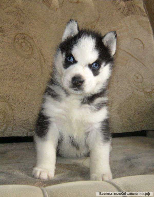 Сибирской хаски черно-белые голубоглазые щенки. Доставка.