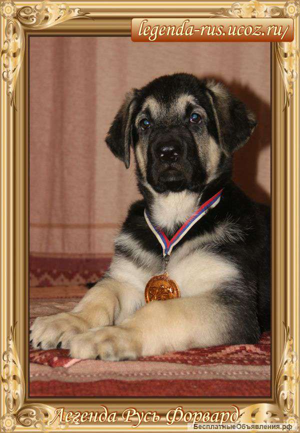 Высокопородные щенки ВЕО