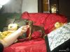 Шикарные Щенки Русского тоя для выставок и души
