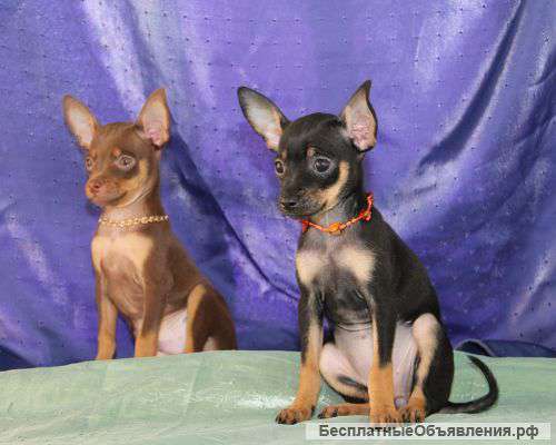 Яркие Идеальные Щенки Русского тоя к/п, л/п, ч/п, рыжие