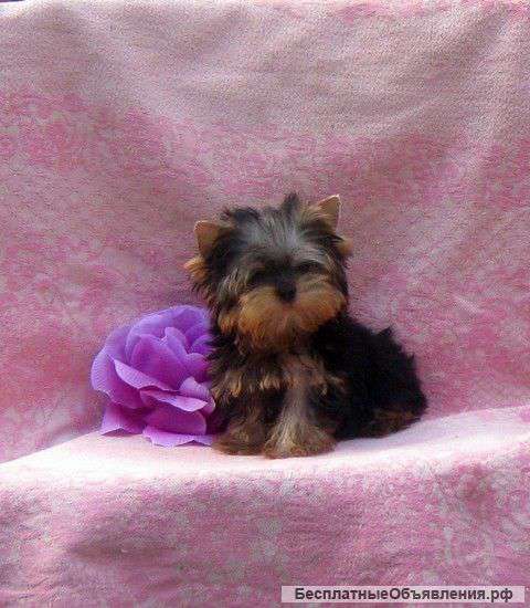 Йоркширского терьера щенки. Доставка.