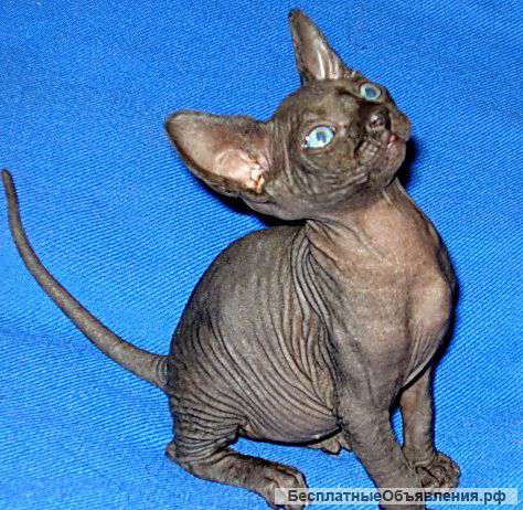 Котята канадского сфинкса