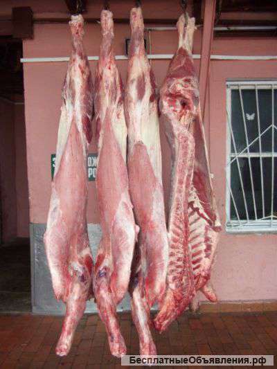 Говядина оптом.РБ