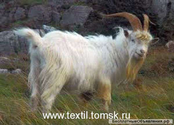 Кашемировое одеяло. Пух кашмирских коз. Томск.