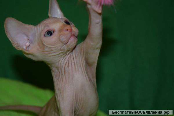 Очаровательные котята ищут семью