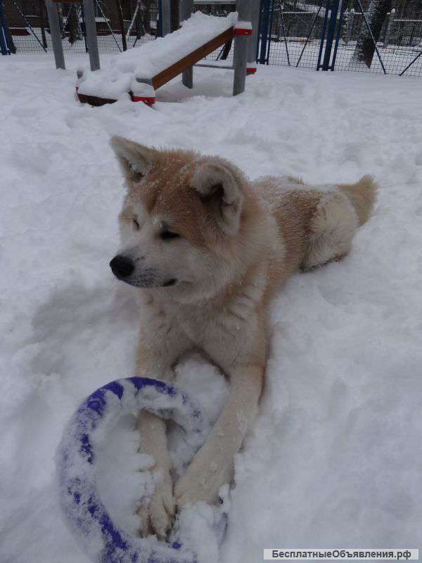 Кобель японской акита ину для вязки