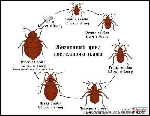 Клопов тараканов поморить вывести самара