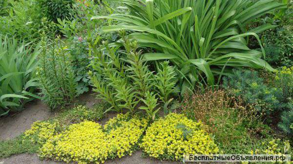 Земельный участок в Розовке