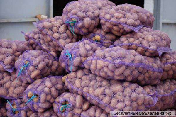 Картофель оптом с доставкой по всей России
