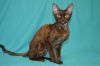 Роскошная титулованная кошечка девон рекс