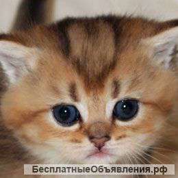 Британские элитные котята редких окрасов