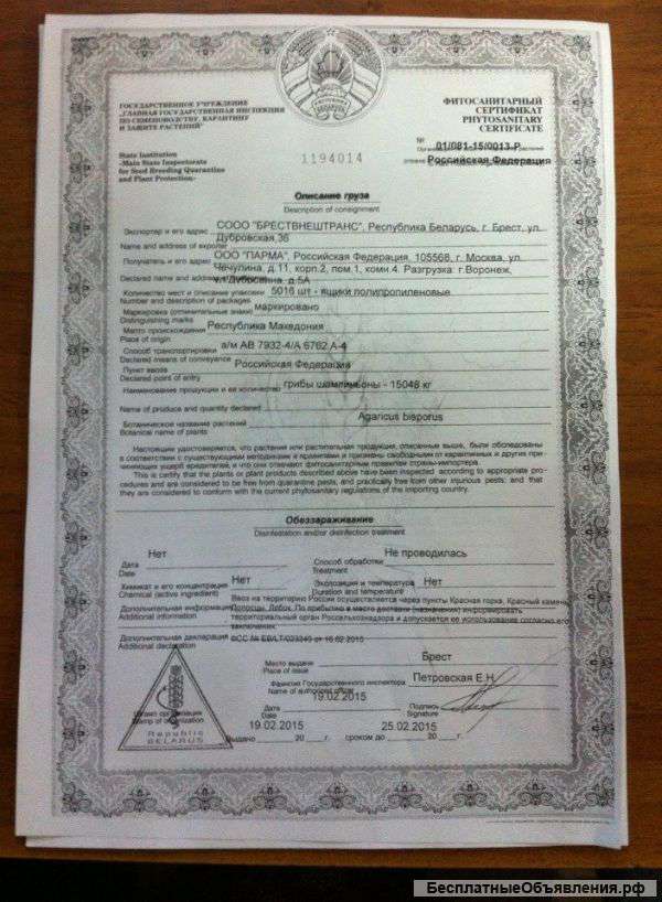 Гриб шампиньон высокого качества