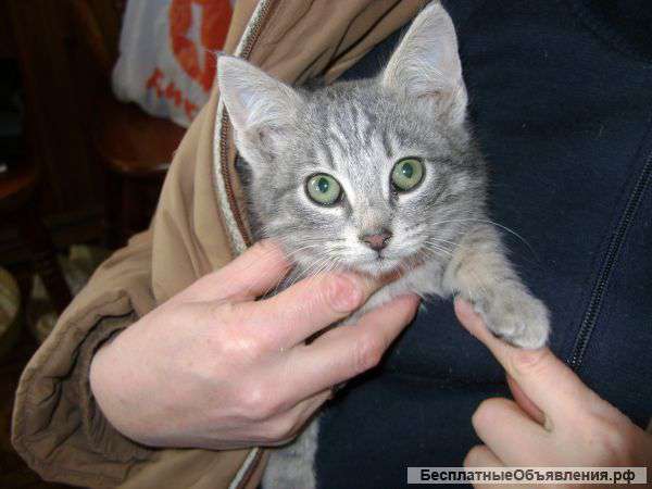 Котенка в добрые руки