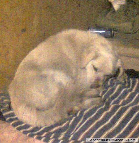 Отдам пса в хорошие руки :)