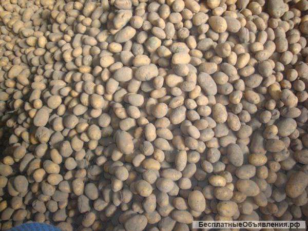 Картофель оптом 5+ от производителя.Без болезней. 20т
