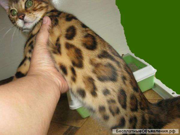 Красивые Бенгальские котята