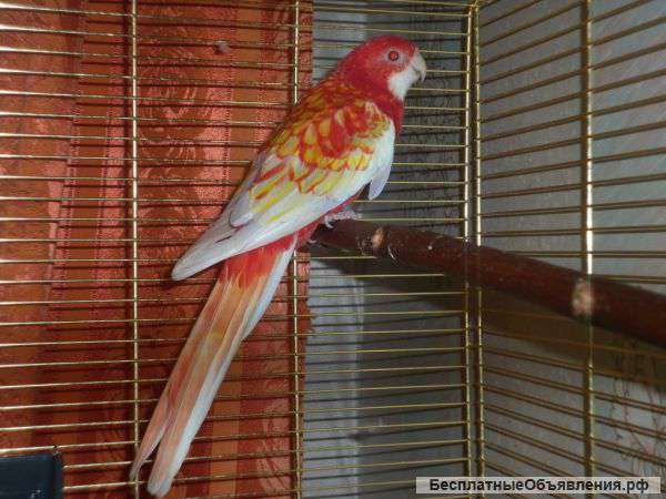 Отдам попугая в хорошие руки