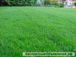 Семена газонных трав