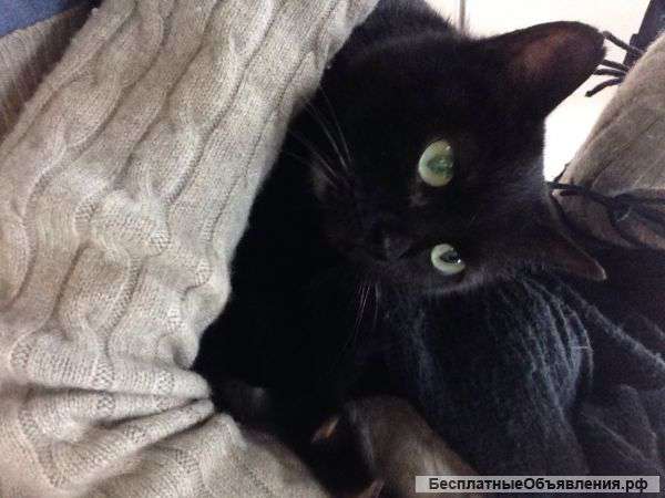 Домашняя кошка