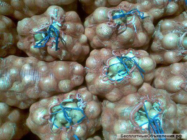 Лук оптом 20т