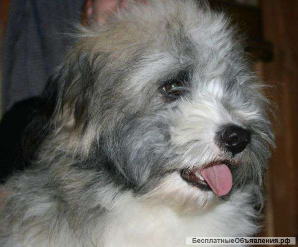 Болонки кобель