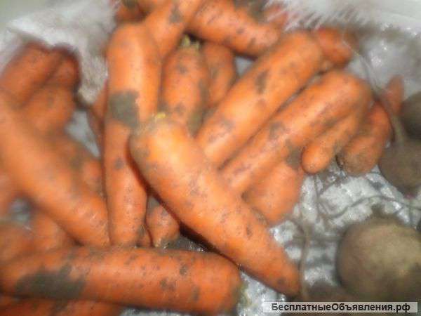 Морковь оптом 20т
