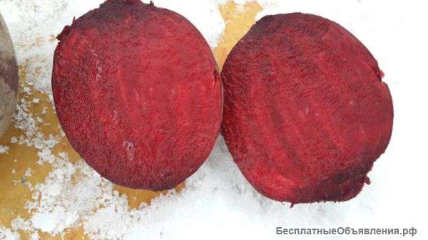 Свекла оптом 20т