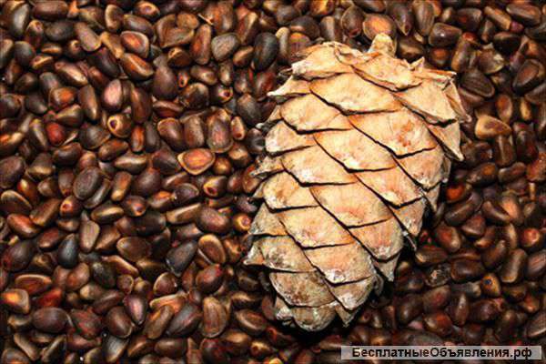 Кедровый орех опт