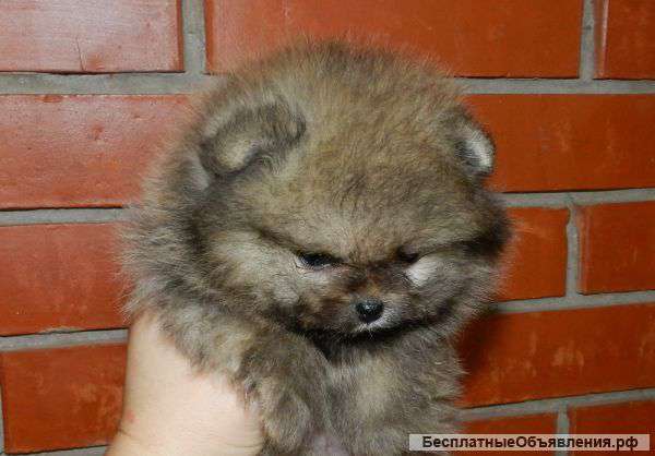 Щенки померанского карликового шпица