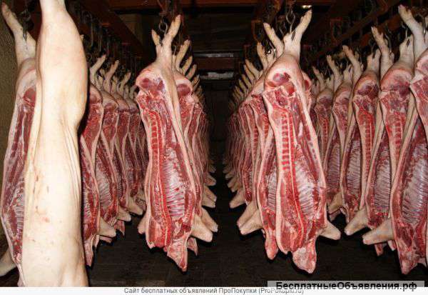 Мясо свинины полу туши 1 кат. 2 кат