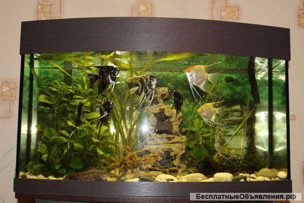 Аквариум панорамный 150 литров + рыбки + оборудование