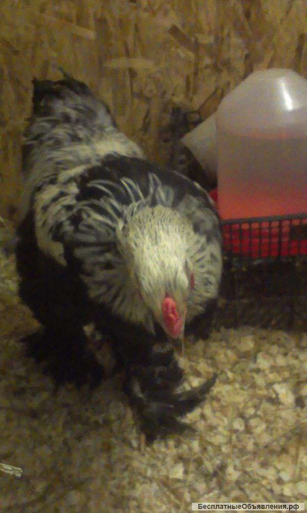 Петух- брама