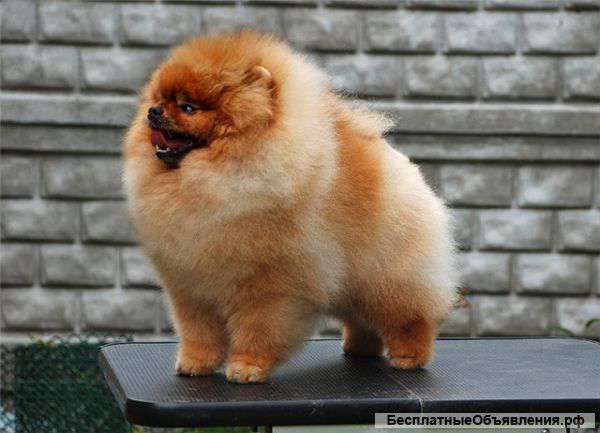 Померанский Шпиц