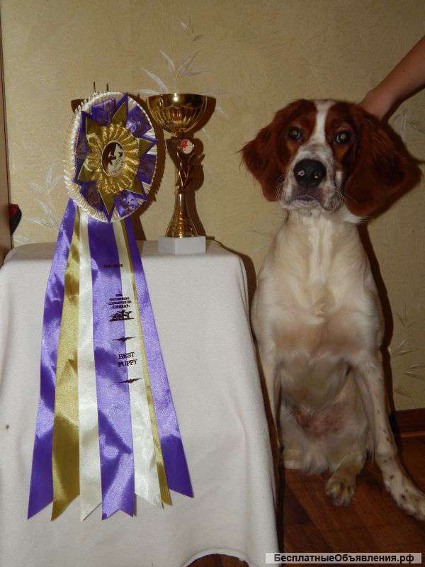 Щенки ирландского красно-белого сеттера