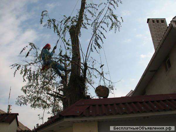 Спилить дерево. Альпинисты.