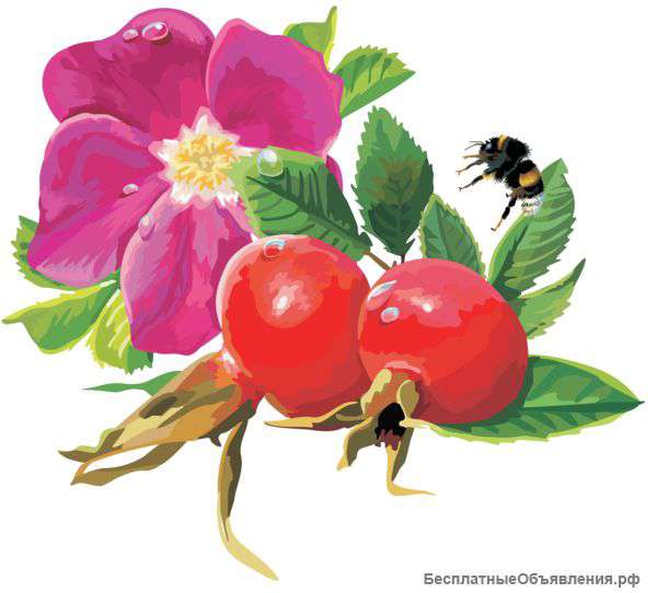Плодовые кустарники и деревья на сезон весна 2015