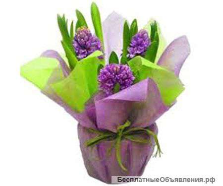 Гиацинты микс в горшке к 8 марта Москва